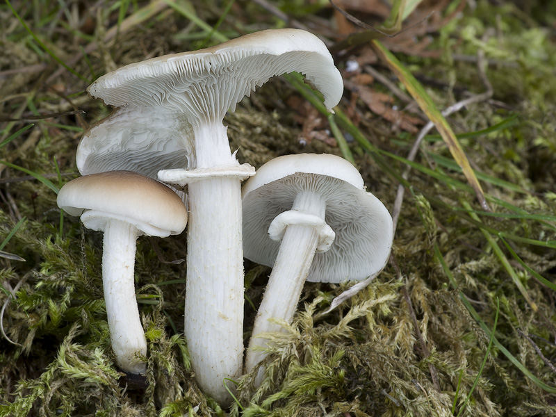 Agrocybe cylindracea